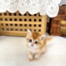 구수동 | 구수동고양이분양 가정브리딩 선택