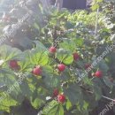 왕산농장 이미지