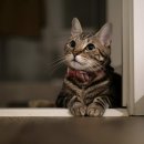 한결동물의료센터 이미지