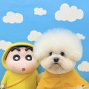 그루머 댄 이미지