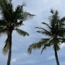 타타버거 | 보홀 BBC 데이유즈 예약 방법 가격 아고타타 두말리안 비치 무료 이용 꿀팁