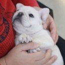 넥서스켄넬 이미지