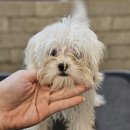 멍보드레 이미지