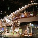 알라모사우루스 이미지