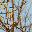 홍문(紅門) 네이버블로그
