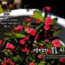 PICTURE&amp;TEXT_20250831_생명의 꽃을 피우라!_에베소서 1장 5절_꽃기린_꽃말 '고난의 깊이를 간직하다'_오순절 후 열두 이미지