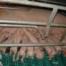 봉영농장 이미지