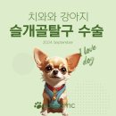독스동물병원 | 치와와 반려견 양측 슬개골 탈구 수술 후기 / 인천 독스동물병원