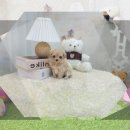 문구야놀자신길대영초점 | 하남 강아지무료분양 폼스키입양 결정까지의 현실적인 비교