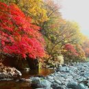 단풍농장 이미지