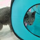 고양이호텔코자냥 이미지