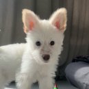 좋은 친구들 동물병원 | 포인핸드 유기견 입양 후기