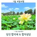 당진시 합덕중앙길 | 충남 당진 가볼만한 곳 연꽃 명소 합덕제 합덕성당