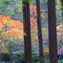 장태산휴양림 이미지