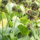 산울림농장 이미지