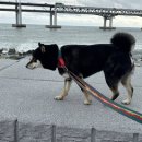 강아지 호텔 이미지