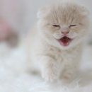 고양이분양 온리캣 이미지