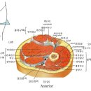 대퇴사두근과 대퇴내전근 근육해부도 이미지