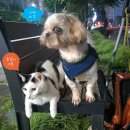 까까물래 이미지