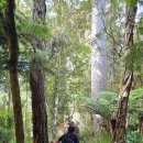 2026년 10월 10일 Montana Heritage Trail (Cascade Kauri) 이미지