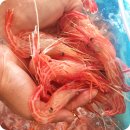 자연산의 깊은 풍미, 독도에서 온 진미 [(활)자연산 독도 꽃새우 500g]