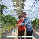 경주 딸기 명소 남산농원 딸기체험후기
