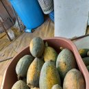 만차량 단호박 효능과 먹는 법 이미지