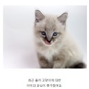 도그마루 강아지 고양이 동탄점 이미지