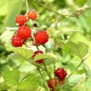 산딸기 이미지