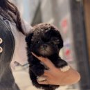 댕댕이 애견샵 | 종로강아지분양 신중하게 결정했어요 애견샵 후기