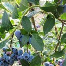 유성농장 이미지