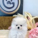 가온펫(안심분양센터) 이미지