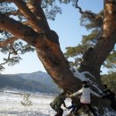 인삼농장 이미지