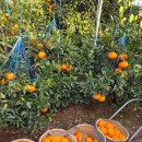 태연농장 이미지