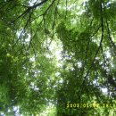 나무뜨락 이미지