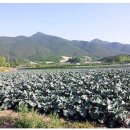 모단농장 이미지