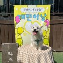 다솜애견 | 성남 애견카페 라드독 천연잔디 대형카페 내돈내산 재방문 후기