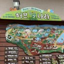 평창 가볼만한 곳, 허브나라 농원 여름 방문후기