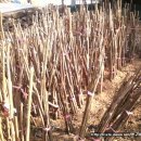 이섭농장 이미지