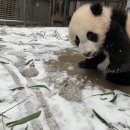 판다 이미지