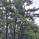 몽산포자동차야영장 | [충남 태안] 몽산포 자동차 야영장 몽산포해수욕장 몽산포 오토캠핑장