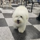 (단기)반려동물미용사(자격증)_주말 | 일산 애견미용학원 직장인도 도전할 수 있는 애견미용자격증 커리큘럼