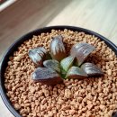 릴리(LiLy) 티스토리