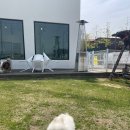 도그투게더(Dog together) 이미지