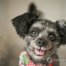 토리 이미지