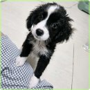 멍벤져스 | 안전한 강아지 입양을 위한 멍벤져스 방문 후기