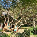 창원 성흥사 목조아미타여래삼존좌상 이미지