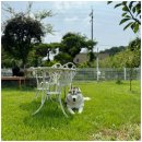 애견카페왕 이미지