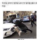 우리집 강아지 이미지