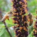 꿀벌아 고마워 공인중개사사무소 이미지